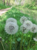 tanpopo